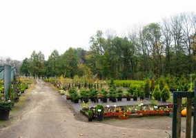 Narazili jsme na dendrologickou "výrobnu",