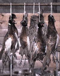 a pak jsme narazili na upytlačenou zvěř