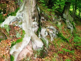 Další cesta vede lesem