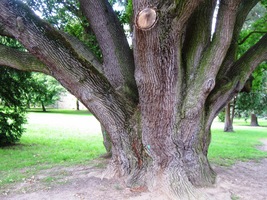 o čemž svědčí tento patriarcha