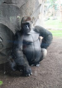 ale postavu zápasníka