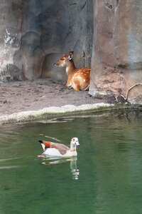 Dalšího sudokopytníka střeží kačenka