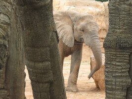 takže i slona můžete vidět jen na pár kroků od sebe