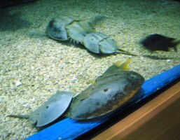 Tady se zase páří roztodivné placatice