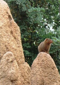 Skály jsou tu z cementu,