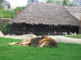 Král zvířat si dává dvacet