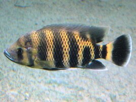 a jsou tu, jak vidno, kapři obyčejní i pruhovaní