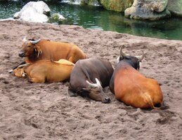 Zvířecí druhy tu žijí společně jako v přírodě