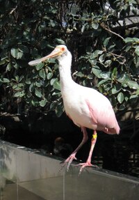 Jen s tímto velkozobatcem nás pojila vzájemná zvědavost