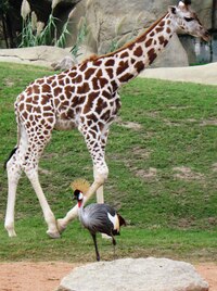 Dlouhonohé a dlouhokrké žirafy