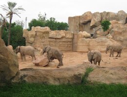 Vypadá to na ráj tlustokožců