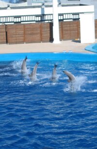 a pak se rozjeli na skupinový veleskok