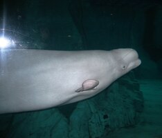 Má prozaické jméno - běluha