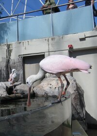 Pak už jsme špacírovali voliérou