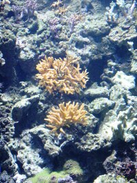 Z korálového útesu