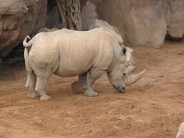 Jinak by bylo asi zle, viď, nosorožče!