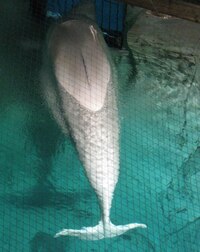 a obrovský kytovec se tiskne ke sklu akvária