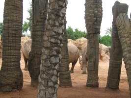 Přes cementové palmy se až k nám nedostanou