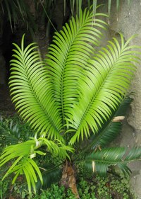 flora a fauna je ovšem pravá!