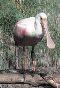 Nač asi tak obrovský zoban potřebuje?