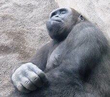 Jeho družka je rovněž mohutná,