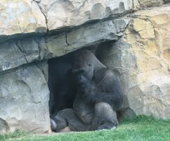 Gorily vzrůstu King Konga!
