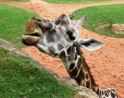 Nebylo by něco dobrého?