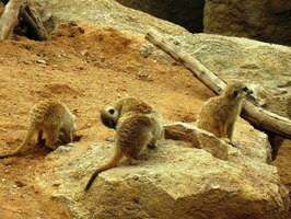 A tady je zase sněm poloopic