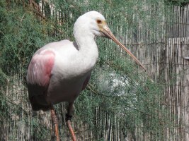 Ptákům se tu daří a lidi jim asi nevadí