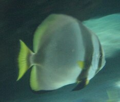 a skalár v hodně nadživotní velikosti