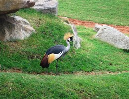 a velké množství fintivých afrických ptáků