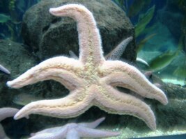 právě vylézá hvězdice