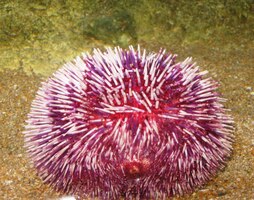 a s námi tu jsou podivní tvorové