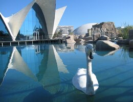 Bílá labuť a bílý beton