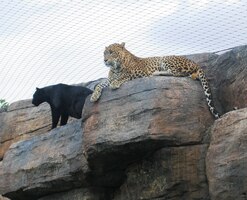 Jsou ale mírné, asi mají plná břicha...