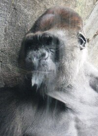 Tento samec má tvář starce,