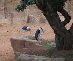 najděte si je sami v Brehmovi!