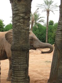 Důmyslné překážky tu oddělují zvířata od lidí,