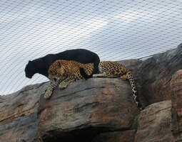 Pozor, krvelačné šelmy nad námi!