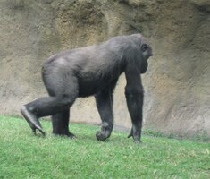 Mladší jedinci jsou rozhodně pohyblivější