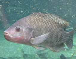 Prohlídka bioparku končí v pavilonu s akvárii