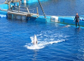 Jízda na ocase pro ně byla hračka