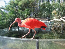 První nám padl do oka tento rudoch