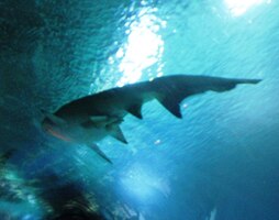 Uff, tohle je snad žralok!?