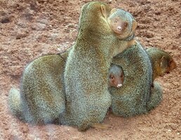 a co je toto ví jen Bůh...asi kolonie syslomývalů