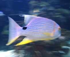 a vyplouvá tato rybka - fešák