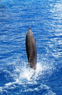 a přidával si figury