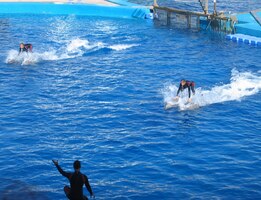 Někteří sem přivezli na hřbetech své cvičitele