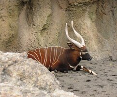 a jeho bojovný druh (pomalovaný válečnými barvami)