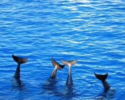 a zamávali nám ocasními ploutvemi